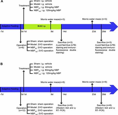 Dl-3-n-Butylphthalide Promotes Remyelination and Suppresses Inflammation by Regulating AMPK/SIRT1 and STAT3/NF-κB Signaling in Chronic Cerebral Hypoperfusion